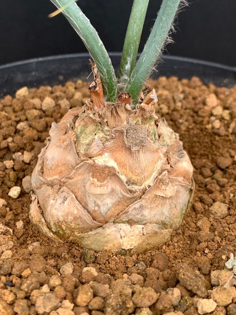 【発色良好】エンセファラルトス・ホリダス｜シャープ葉・優良個体No3-24