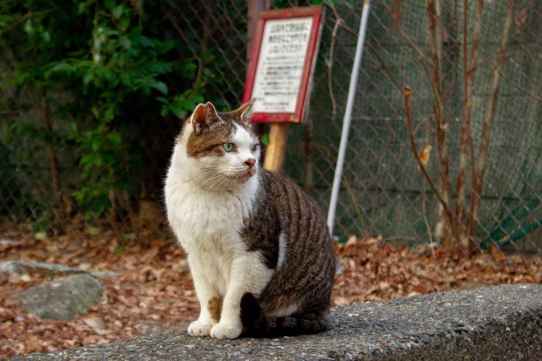 Canon EOSKissX4 18-55mm 露出計 レンズフィルター付