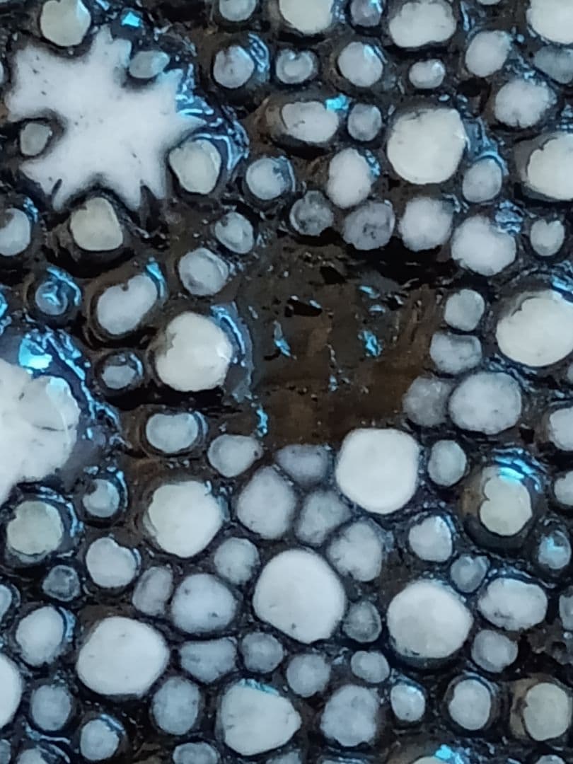 スタースティングレイ長財布