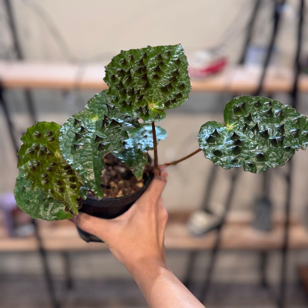 h*o様 26 ベゴニア　フェロックス　トゲトゲ　大きめ