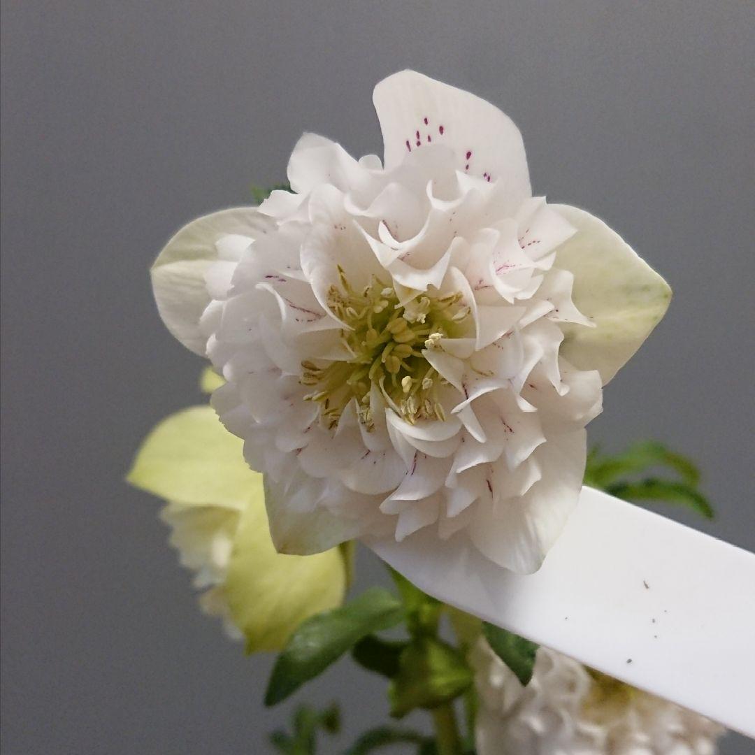 クリスマスローズ　多弁ホワイトブロッチdd　開花見込み大株