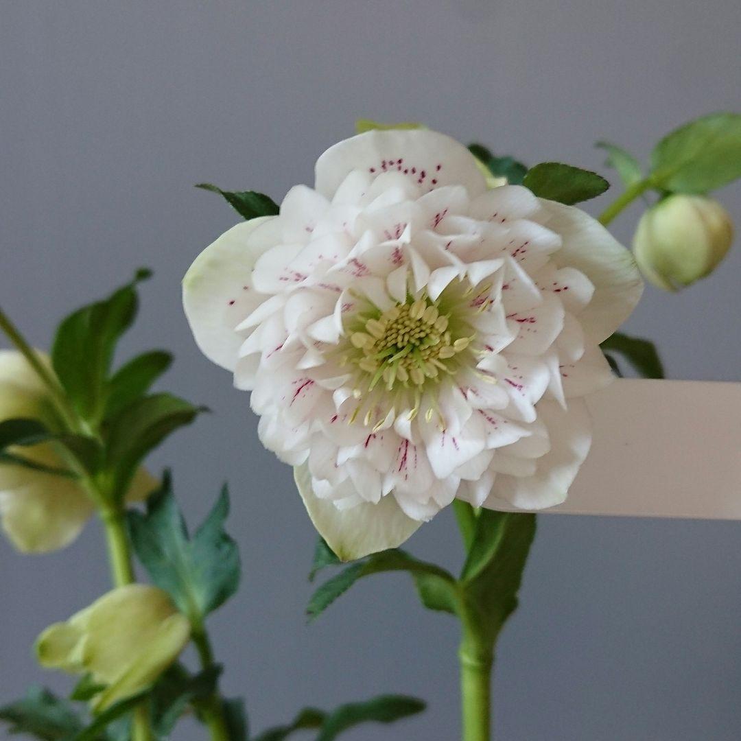 クリスマスローズ　多弁ホワイトブロッチdd　開花見込み大株