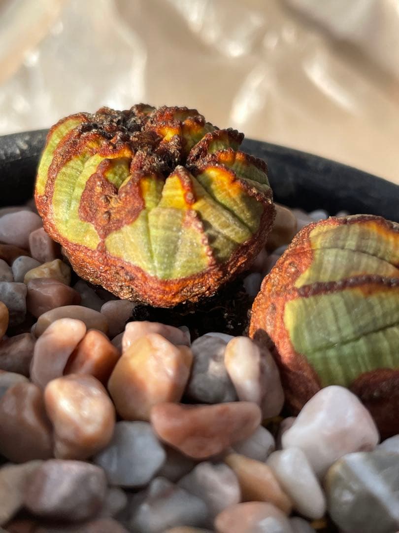 た*く様 オベサ綴化つき 極オールド ダブルヘッド