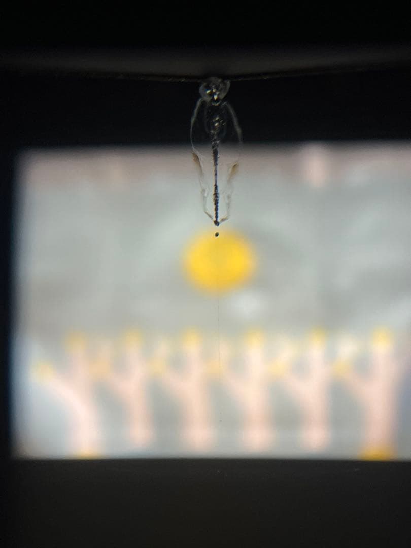 Nikon F 前期型 50mm f1.4 / 135mm f3.5