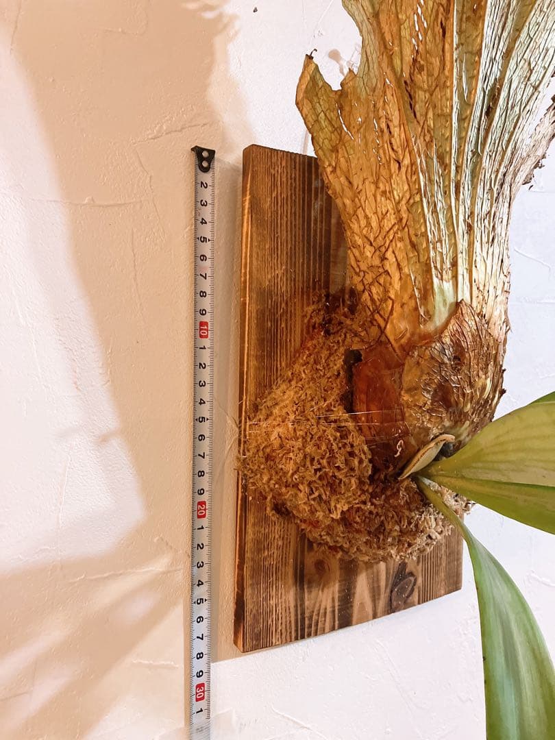 美形ビカクシダ　ウィリンキーwild\"east java\" コウモリラン