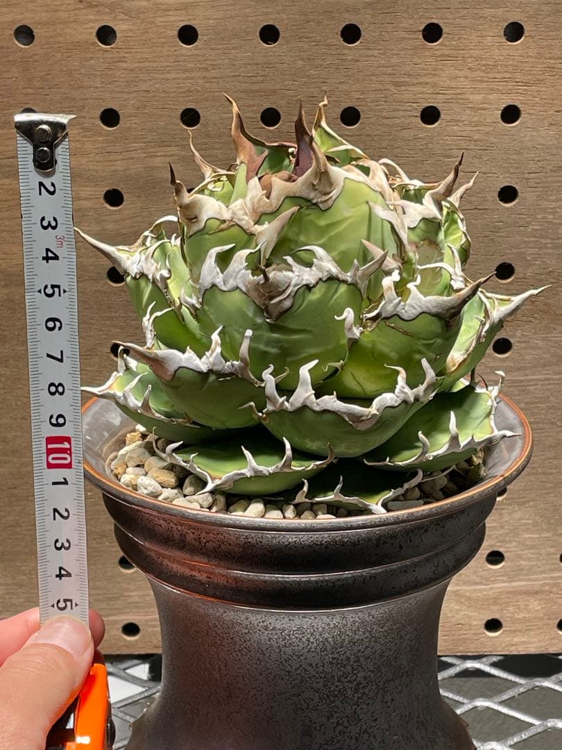 C*a様 アガベ　チタノタ　シーザー　親株　抜苗発送