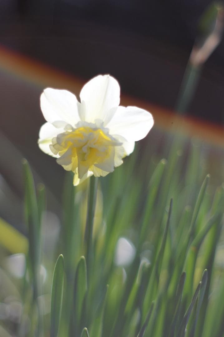 作例有_極美フレア✨ PENTAX スーパータクマー 55mm f1.8 後期