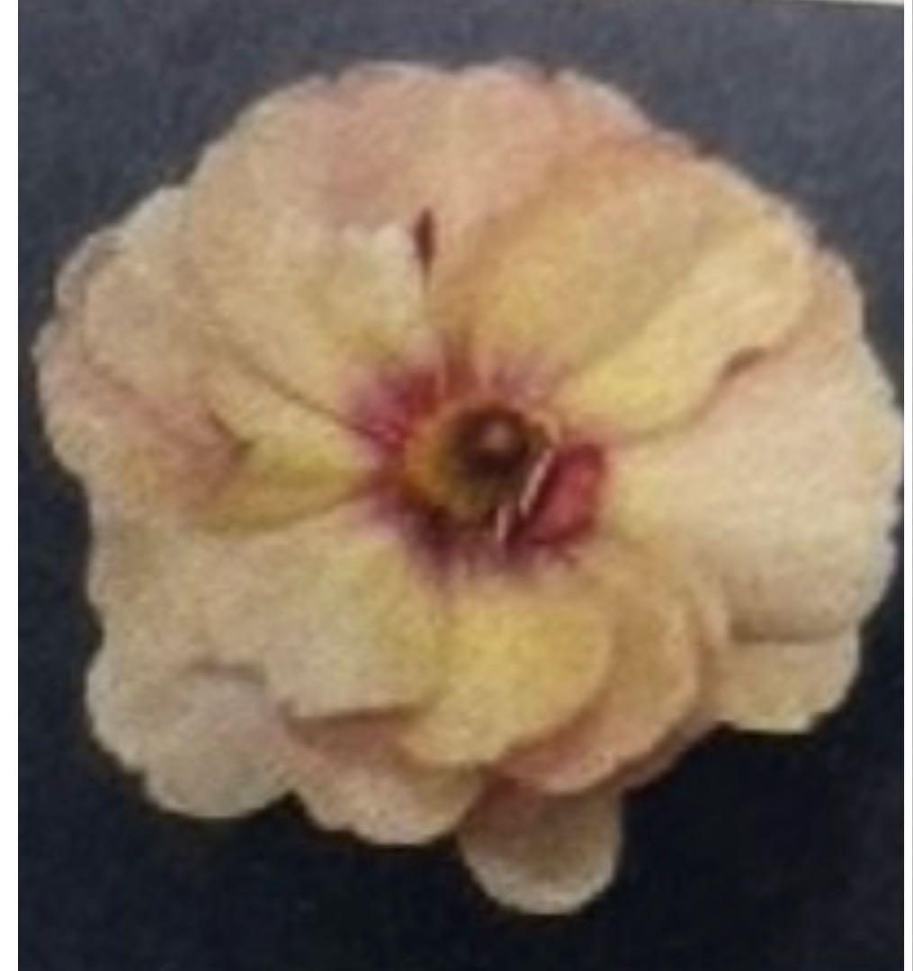 ラナンキュラスラックス苗、ブァーゴ(ブライト パープル)新品種、正規品、タグ付き