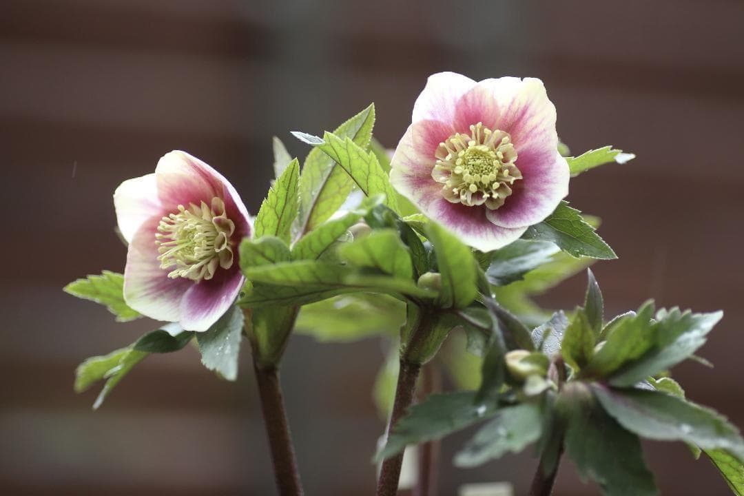 もり子「新春セール」クリスマスローズ セット