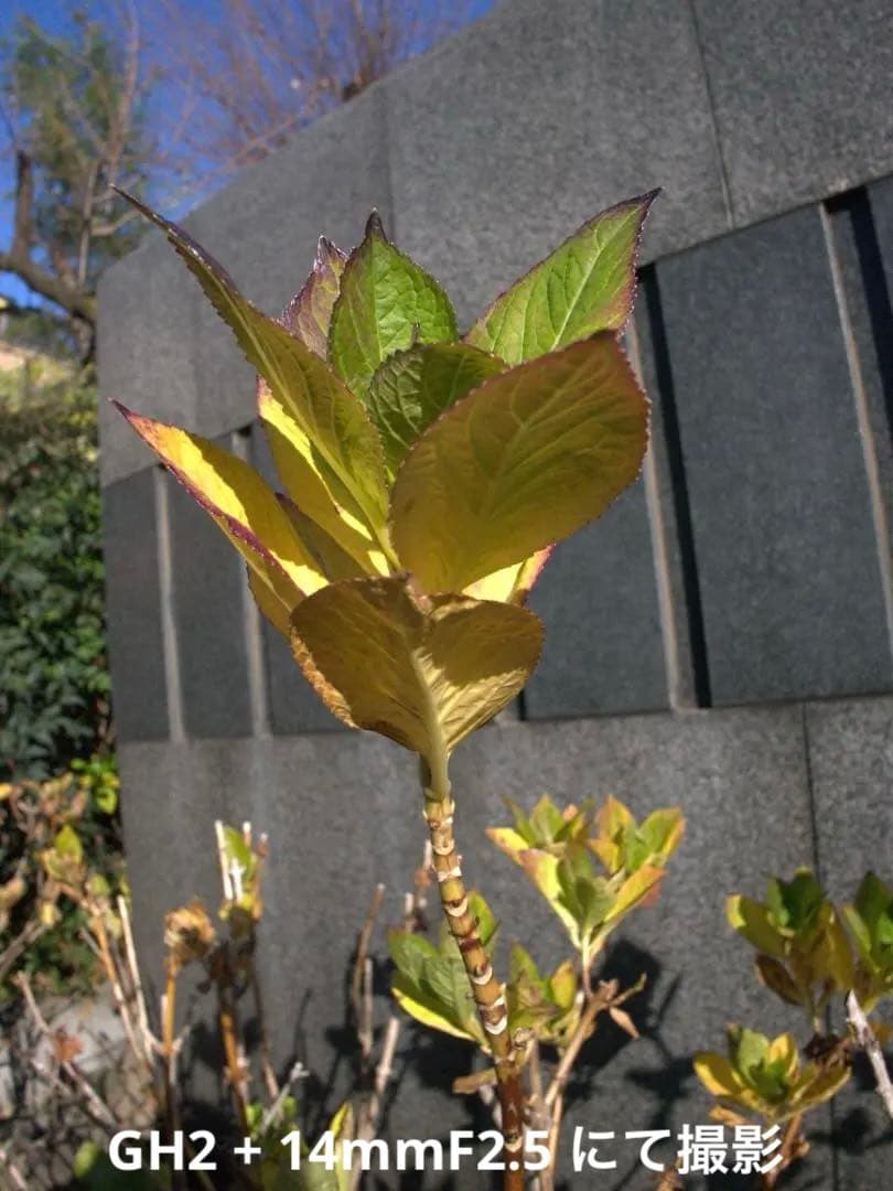 【動画の名機】Panasonic LUMIX DMC-GH2 ボディ