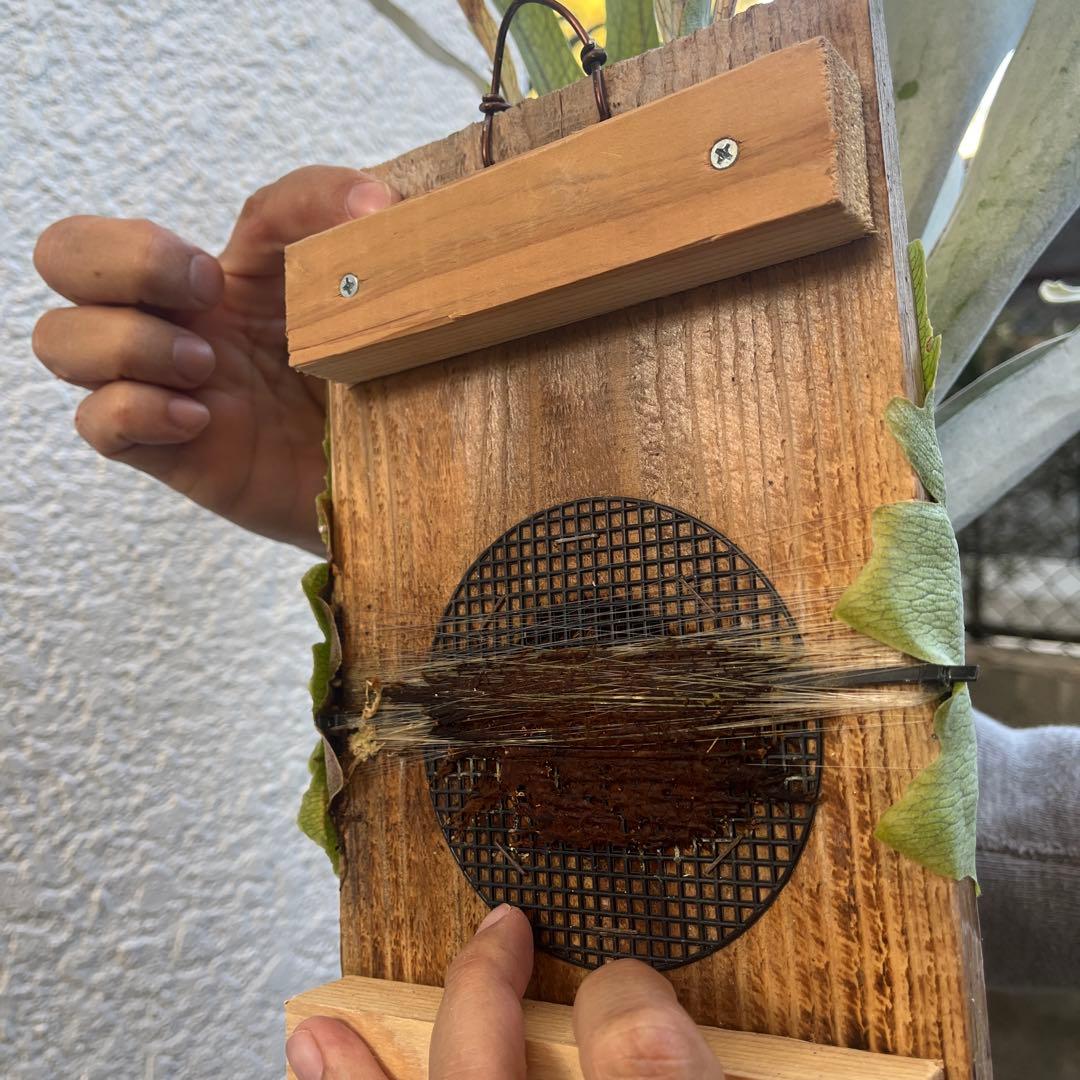 ビカクシダ ビーチーシルバー