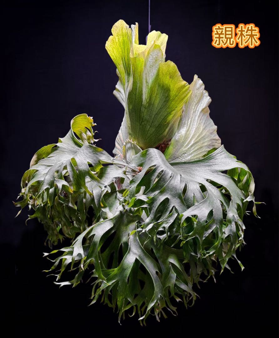 ST　ビカクシダP.Flamenco TC