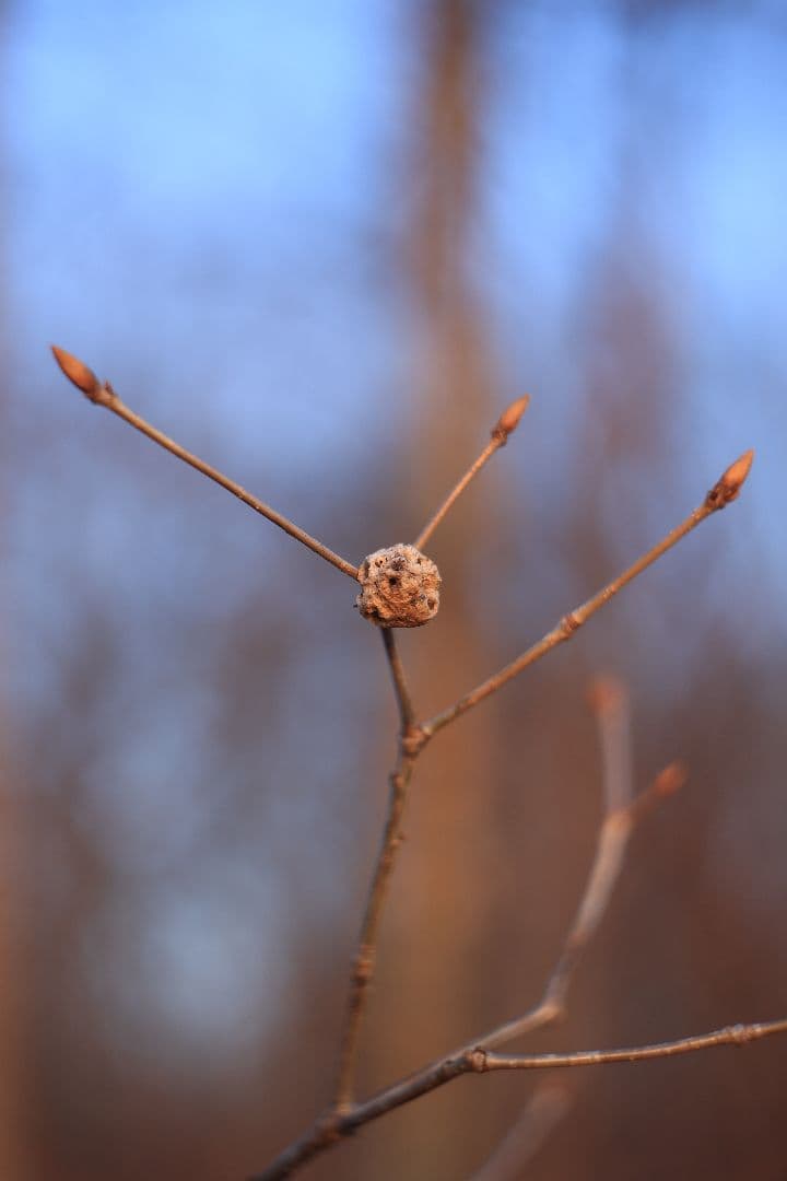 HELIOS-44 58mm F2 silver《MMZ製》【光学美品】