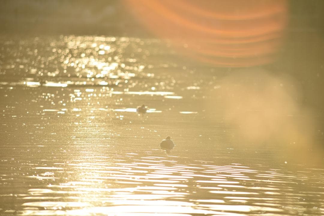 ニコン Ai Nikkor ED 50-300mm F4.5 三脚座付　中古