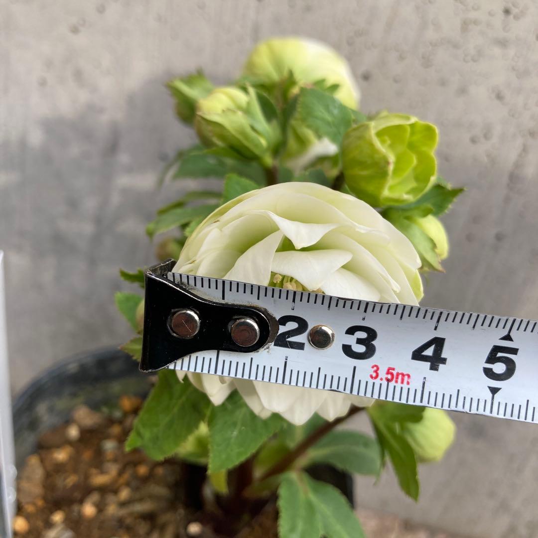 クリスマスローズ　開花株　3.5寸 　大木ナーセリー