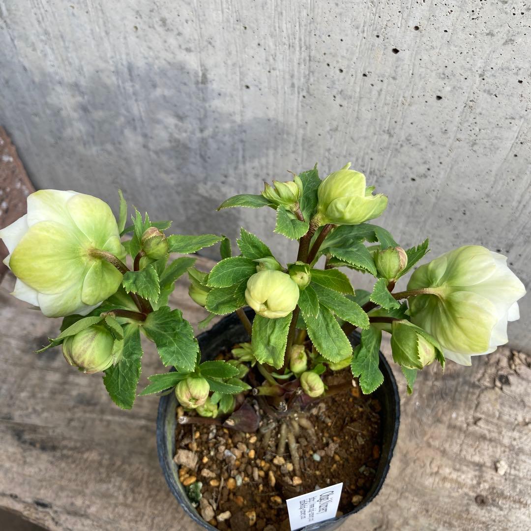 クリスマスローズ　開花株　3.5寸 　大木ナーセリー