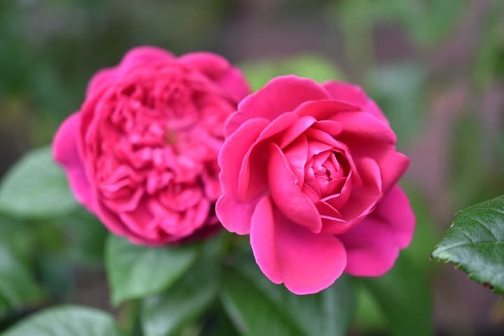 ER・ジェームズ・L. オースチン【大苗】イングリッシュローズ