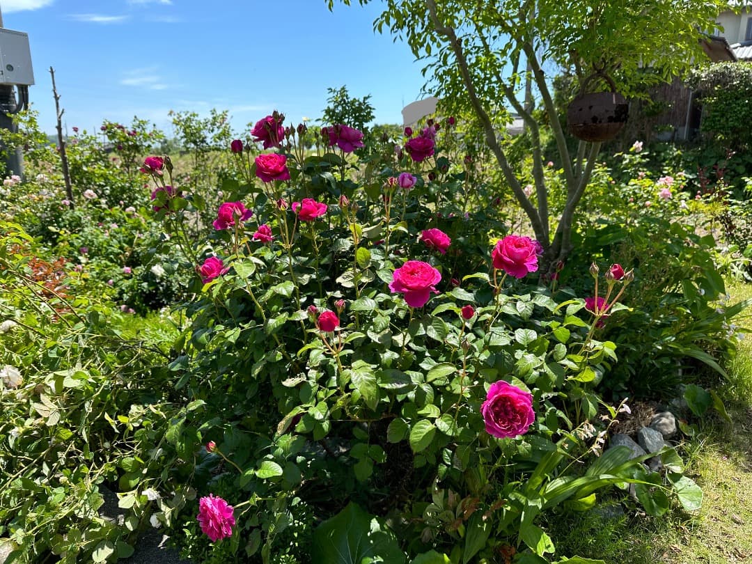 ER・ジェームズ・L. オースチン【大苗】イングリッシュローズ