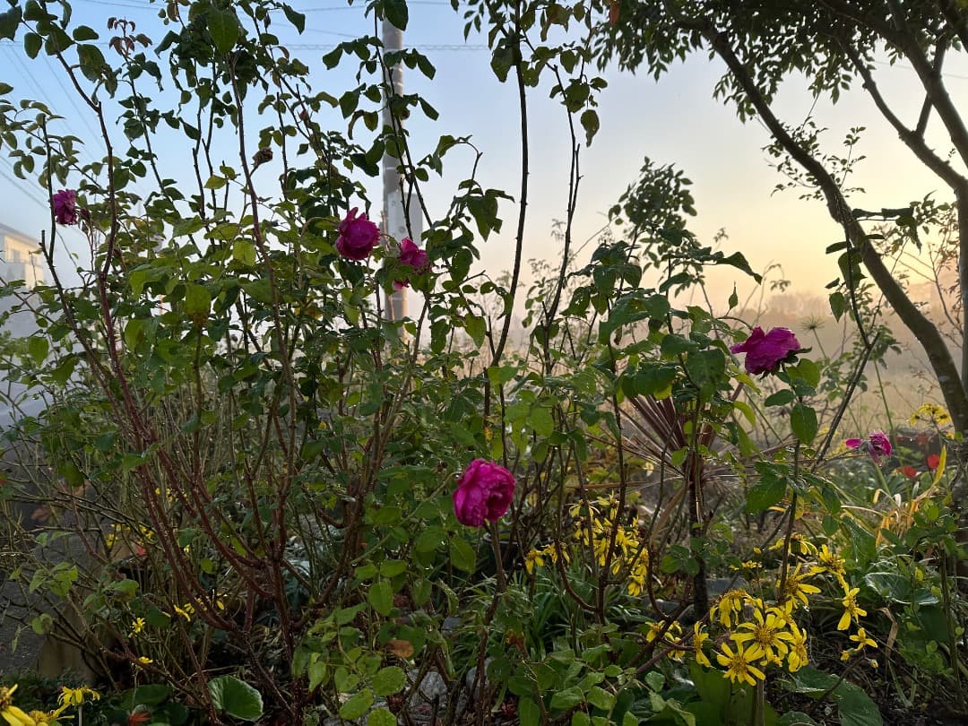 ER・ジェームズ・L. オースチン【大苗】イングリッシュローズ