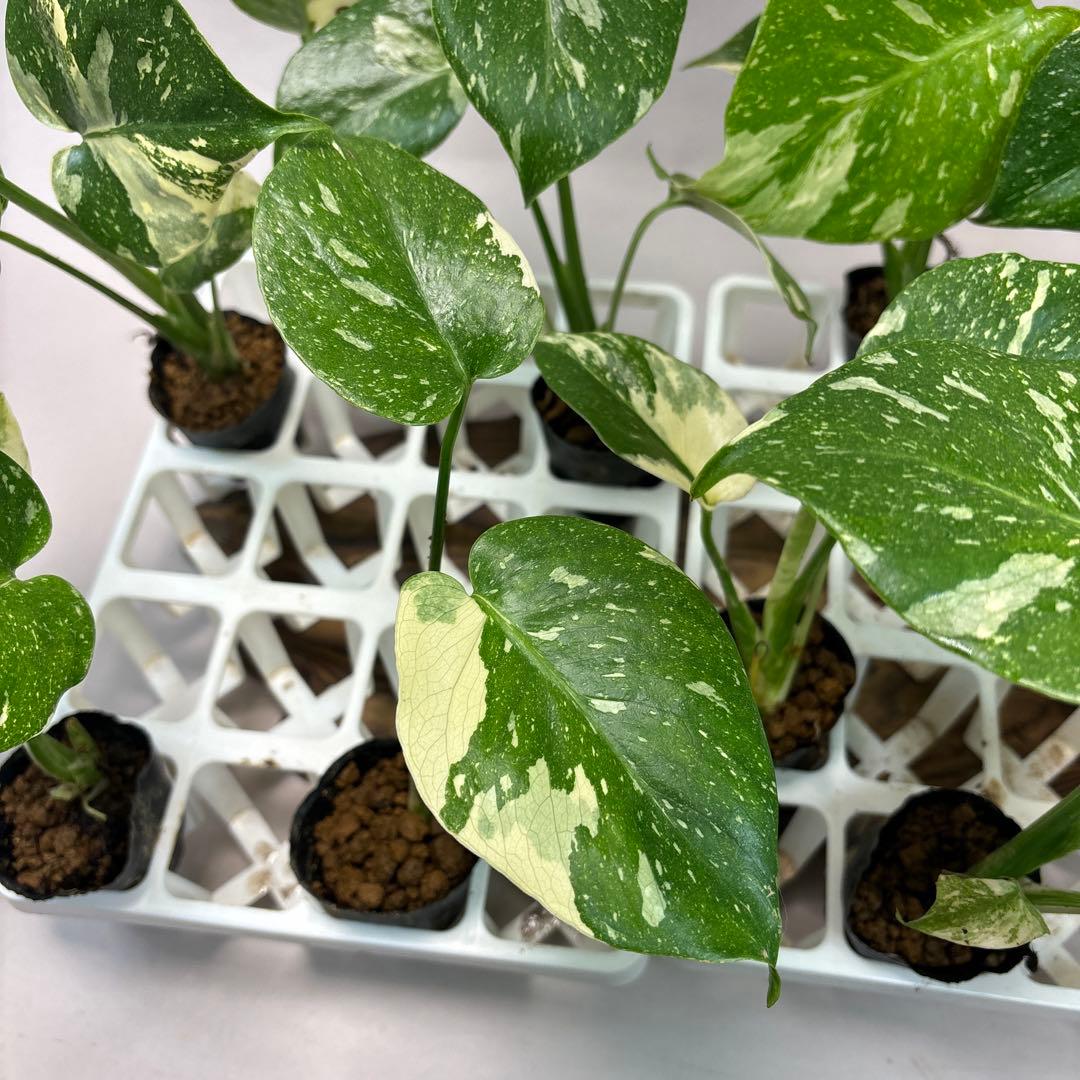 キ*タ様 10株セットms69【特別選抜】モンステラ・タイコンステレーション 斑