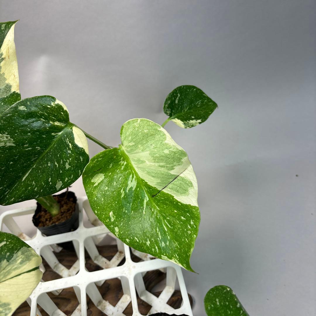 キ*タ様 10株セットms69【特別選抜】モンステラ・タイコンステレーション 斑