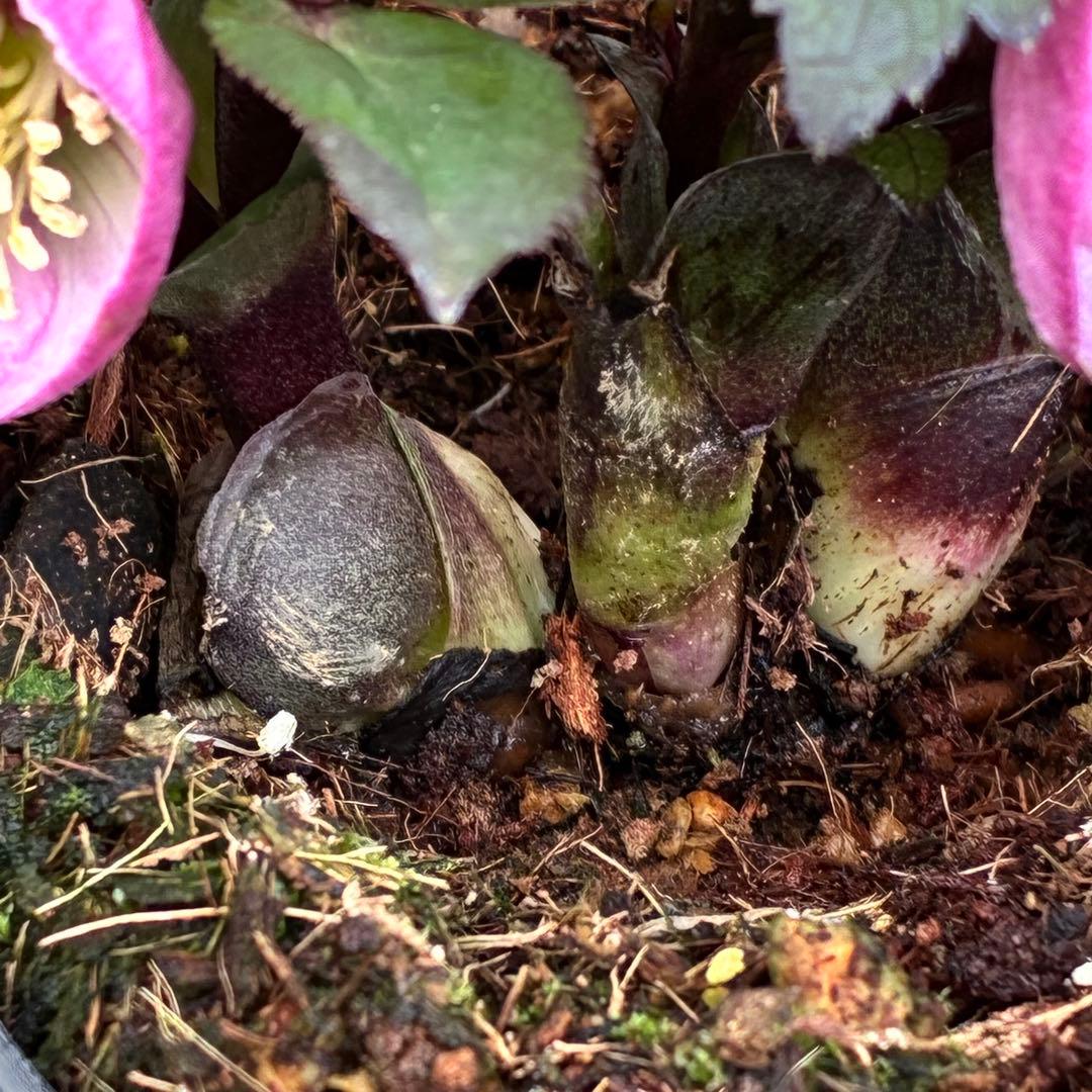 ヒ*イ様 ☘️限定1株☘️未株分け☘️花付き☘️タグ付き3364⭐️プチドール⭐