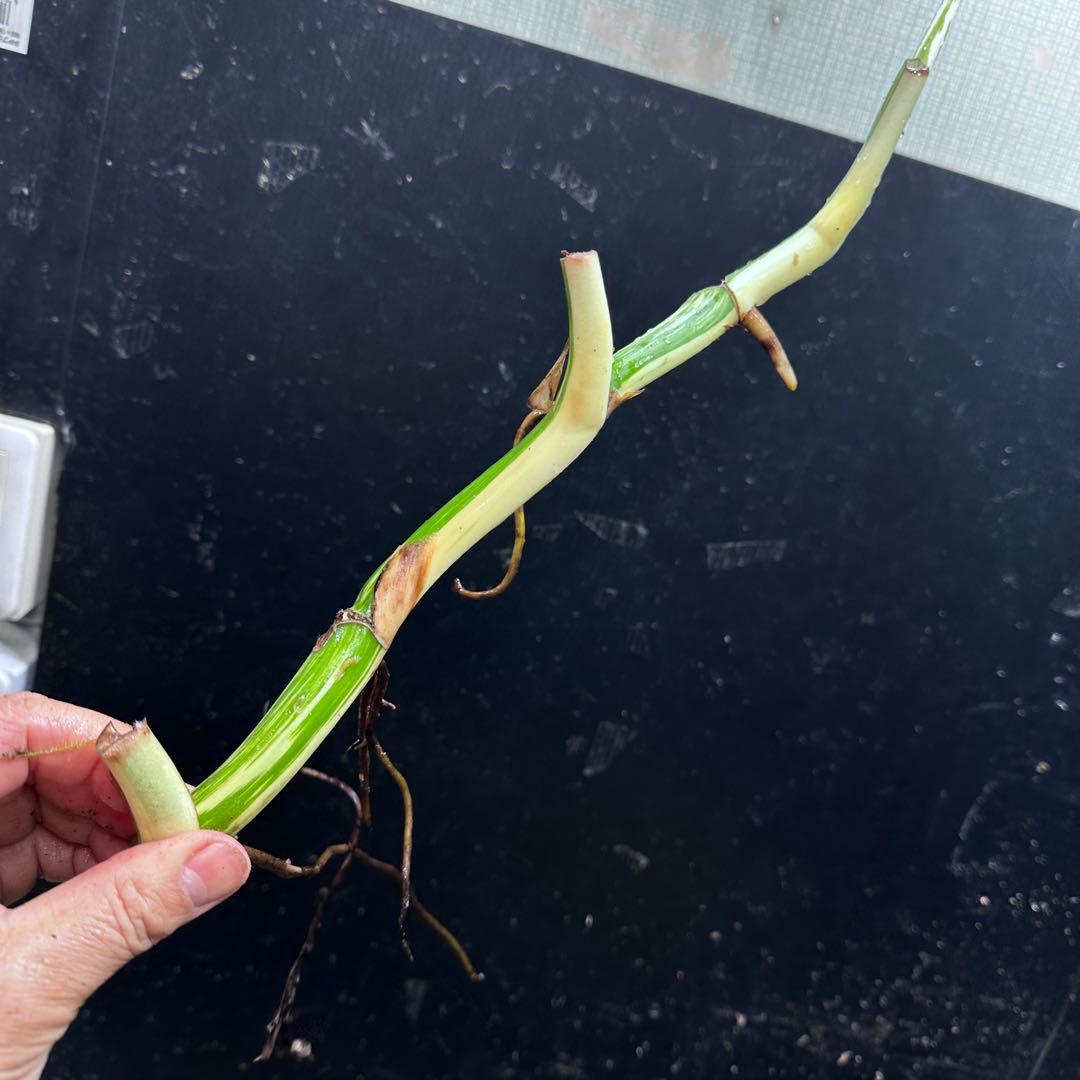 S*n様 斑入りモンステラホワイトタイガー大茎7株おまとめ