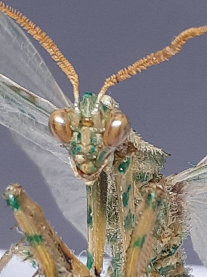 アザミカマキリ雄　立体標本