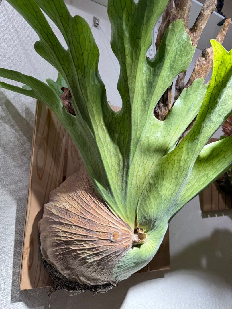 ビカクシダ　ホルタミー　特大株