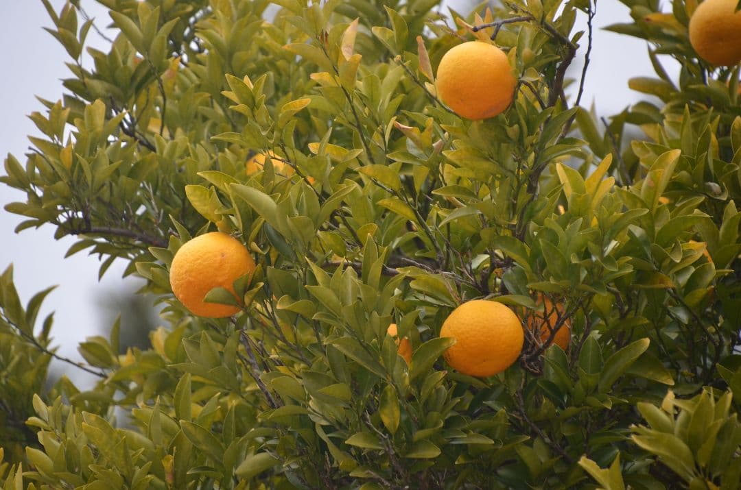 ❤即購入1000円OFF❤ ニコン AF-S 18-300mm VR レンズ