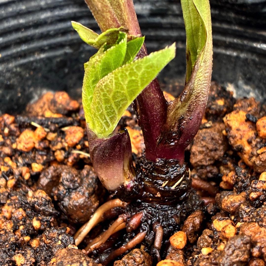 m*i様 3429☘️花付き☘️SD⭐️ボリューム艶ピコSD⭐️バイカラー⭐️コ