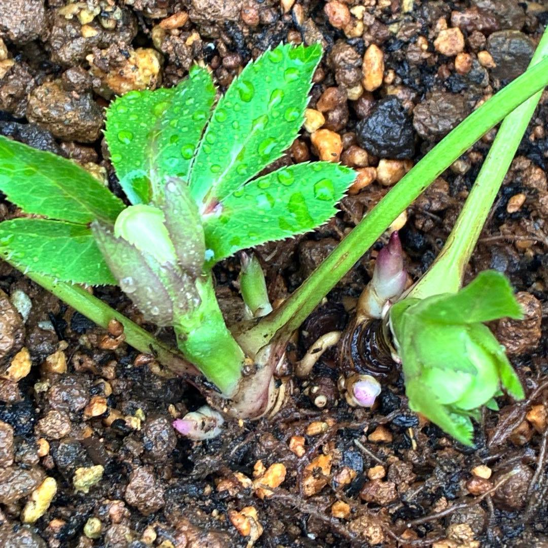 プ*ン様 3405☘️蕾付き☘️⭐️超小輪⭐️コロコロ手毬咲き⭐️ピコティー⭐️