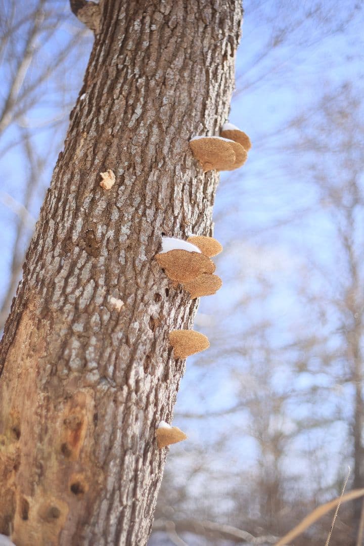 Super-Takumar 55mm F1.8 初期型 S/N：628134