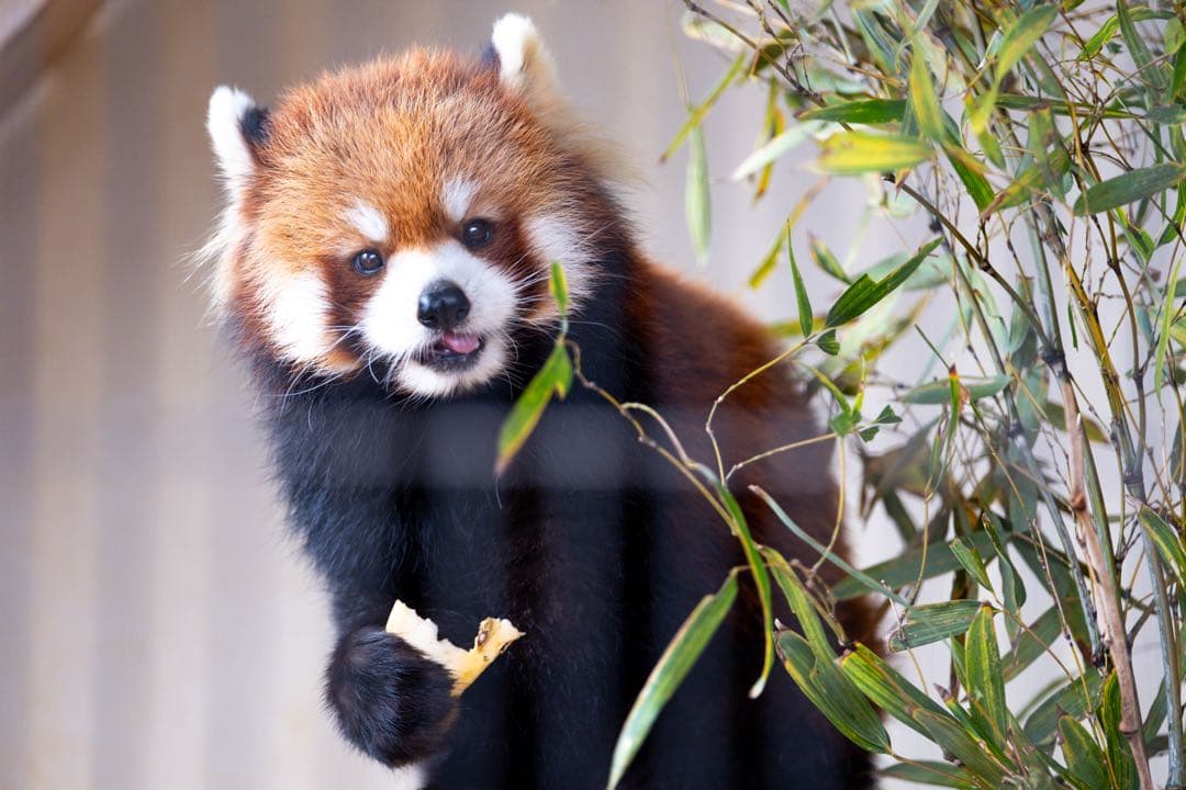 XF50-140mmF2.8 OIS WR X用 三脚座/フード付