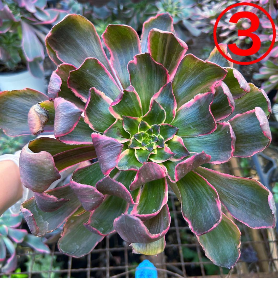 専用出品‼️アエオニウム　シャネル七彩2株　悪魔の目　カット1苗　抜き苗1株