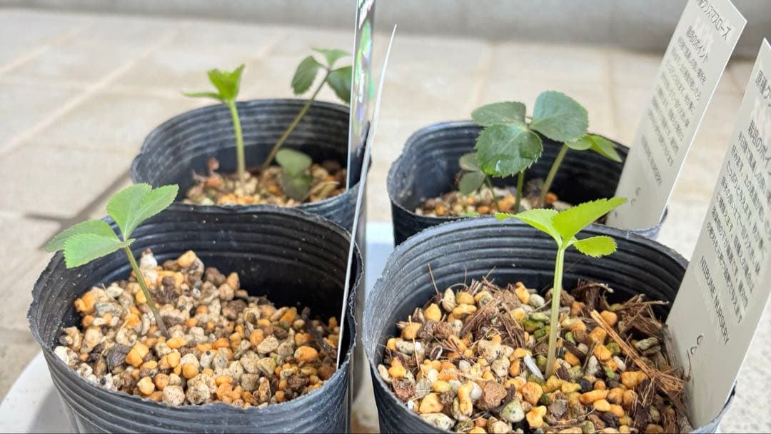 原種　クリスマスローズ 苗　クリロー　希少　クリスマスローズ　花苗