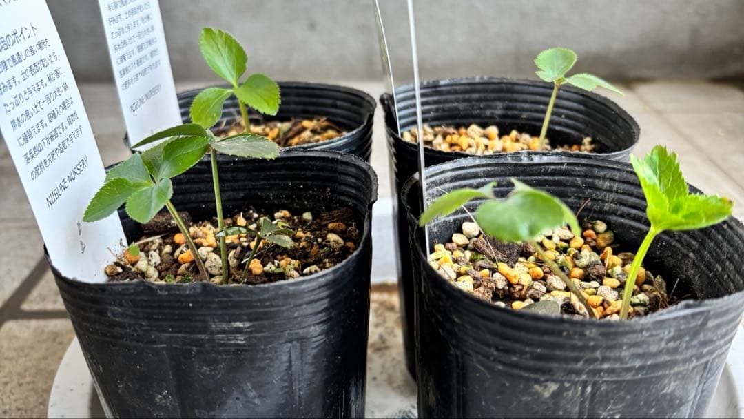 原種　クリスマスローズ 苗　クリロー　希少　クリスマスローズ　花苗