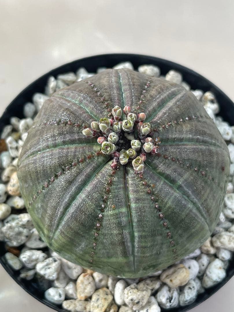 ズ*イ様 ユーフォルビア5点セット 育てやすい大きさ、種類