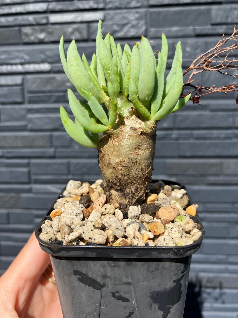 チレコドン　レティキュラータス　万物想　実生苗　開花株